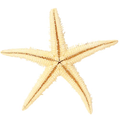 Product Starfish natural decoration natural colors maritime Ø6.5–8cm 100 pcs