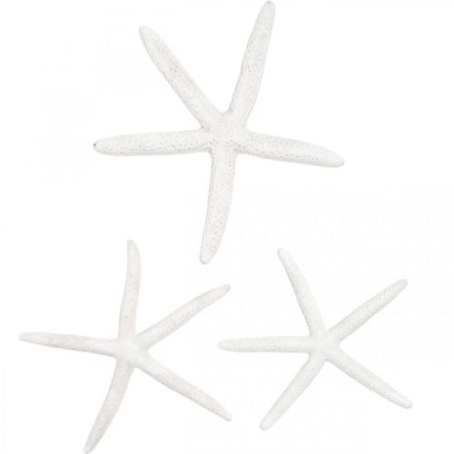 Starfish decoration white, natural items, maritime decoration 10-12cm 14p