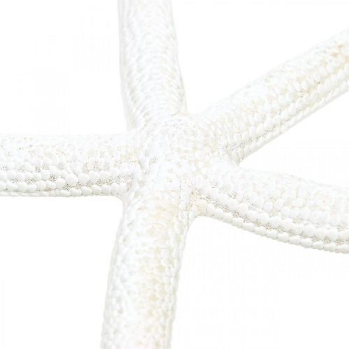 Starfish decoration white, natural items, maritime decoration 10-12cm 14p