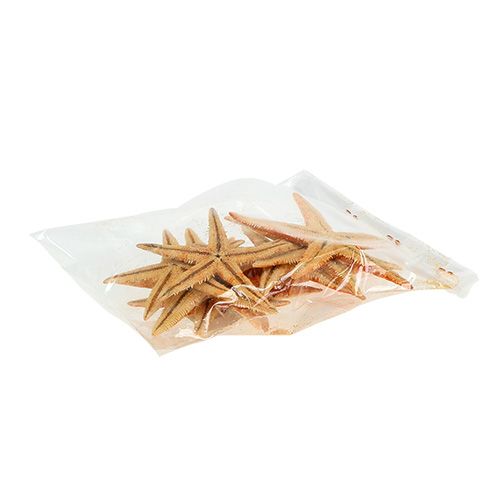 Floristik24 Starfish dried 8cm - 10cm 10 pcs