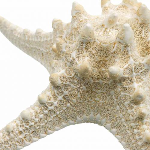 Floristik24 Starfish natural 12-16cm 8 pcs
