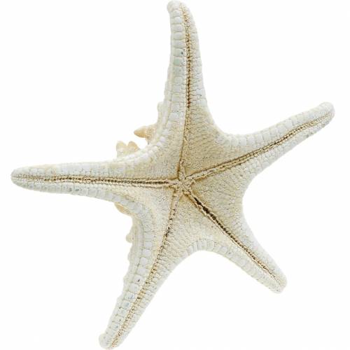 Floristik24 Starfish natural 12-16cm 8 pcs