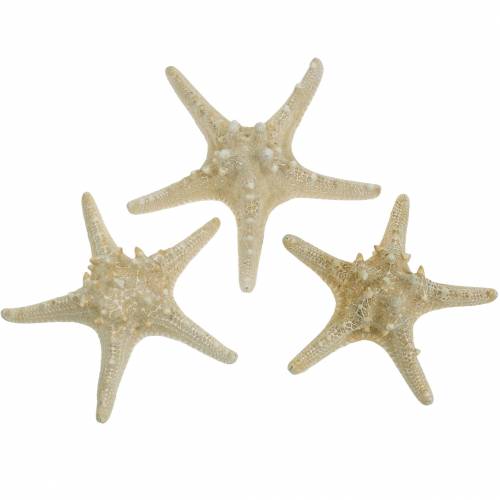 Floristik24 Starfish natural 12-16cm 8 pcs