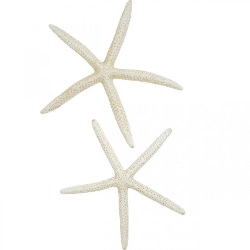 Starfish decoration white, sea decoration 15-17cm 10pcs