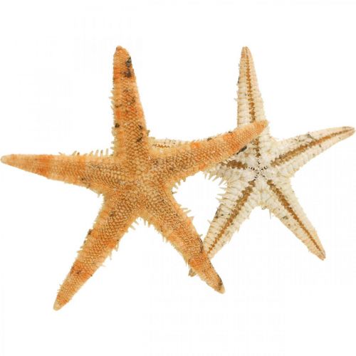 Floristik24 Starfish scatter decoration home deco mini starfish nature 2-4cm 50p