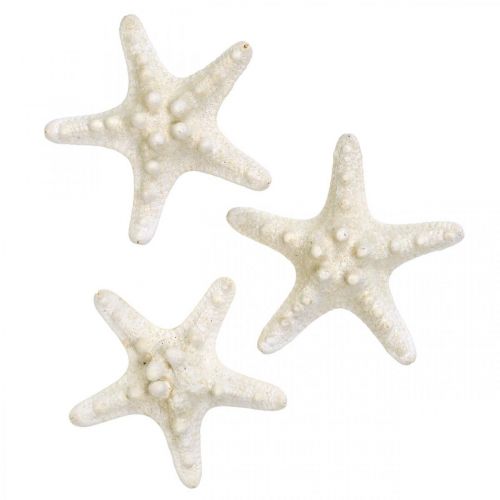 Product Starfish Decoration White, Dried Starfish for Crafts 7-11cm 15pcs