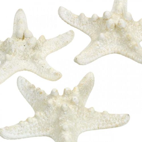 Product Starfish decoration white, dried starfish for handicrafts 7-11cm 15p