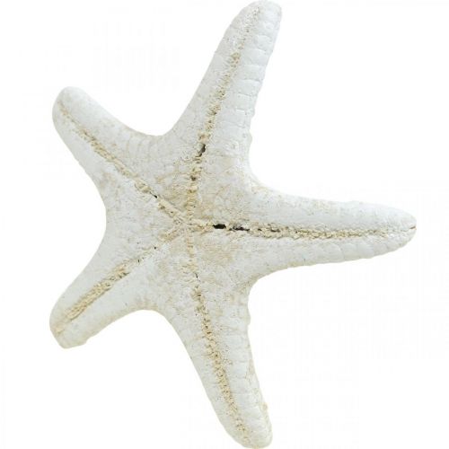 Floristik24 Starfish Decoration White, Dried Starfish for Crafts 7-11cm 15pcs