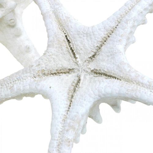 Product Starfish decoration large dried white knobbed starfish 15-18cm 10 pcs