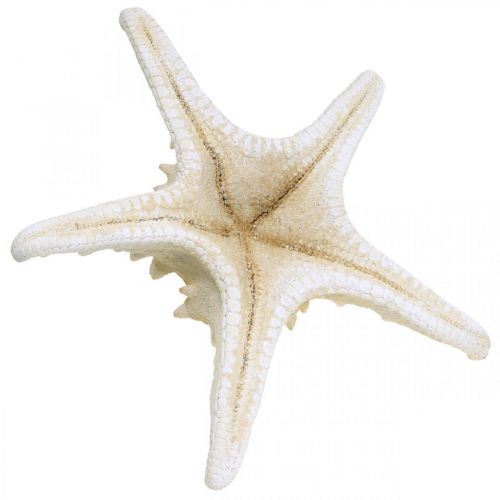 Product Decorative starfish large dried white knobbed starfish 19-26cm 5 pcs
