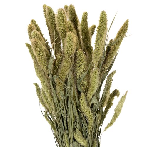 Bristle millet (Setaria) dried flowers for rustic and stylish home accessories 75cm 220g