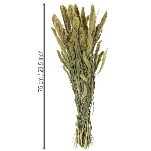 Product Bristle millet (Setaria) dried flowers for rustic and stylish home accessories 75cm 220g