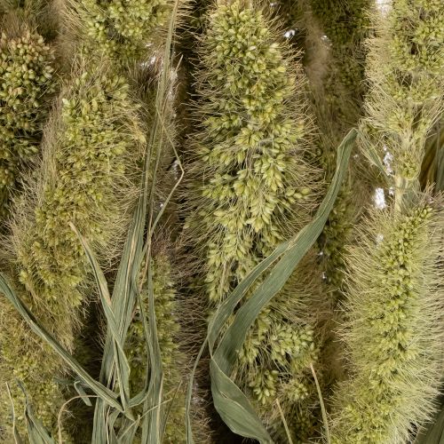 Product Bristle millet (Setaria) dried flowers for rustic and stylish home accessories 75cm 220g