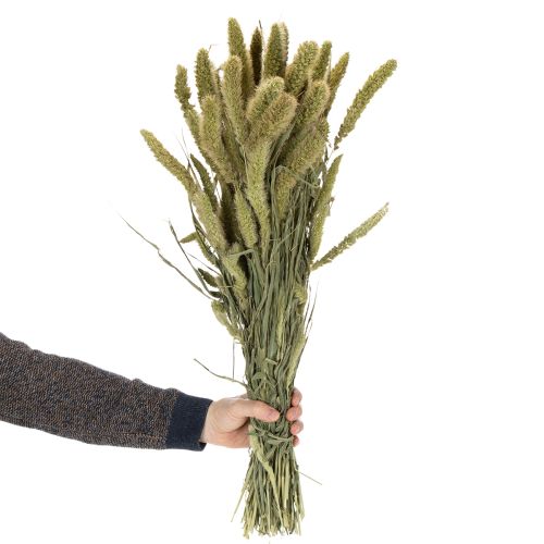 Product Bristle millet (Setaria) dried flowers for rustic and stylish home accessories 75cm 220g