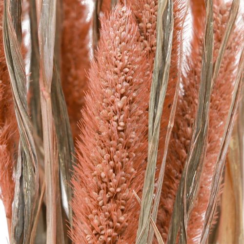 Floristik24 Setaria Bristle Millet Dry Decoration Salmon 69cm 70-75g x 2pcs