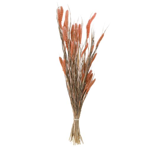 Floristik24 Setaria Bristle Millet Dry Decoration Salmon 69cm 70-75g x 2pcs