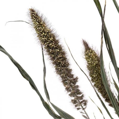 Floristik24 Dried Flowers Setaria Anthracite Natural Bristle Millet Bunch 100g