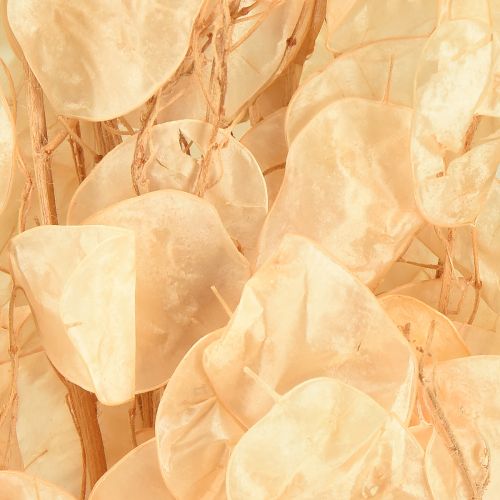 Product Dried Lunaria Money Plant Honesty Champagne 65-70cm 20g