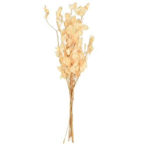 Product Dried Lunaria Money Plant Honesty Champagne 65-70cm 20g