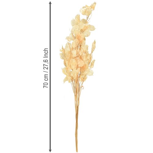 Product Dried Lunaria Money Plant Honesty Champagne 65-70cm 20g