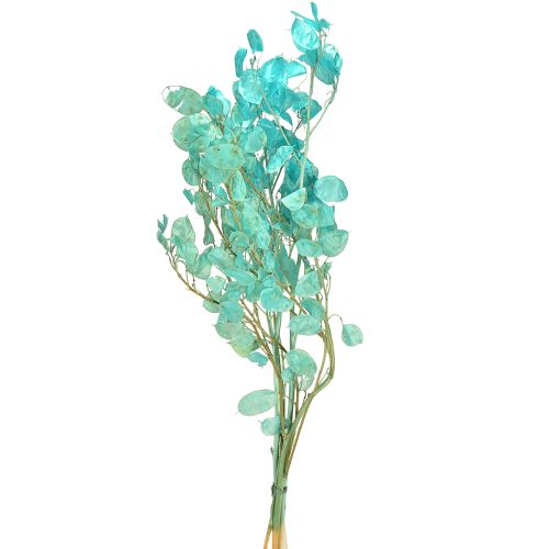 Floristik24 Dried silver leaf Lunaria light blue 65-70cm 20g