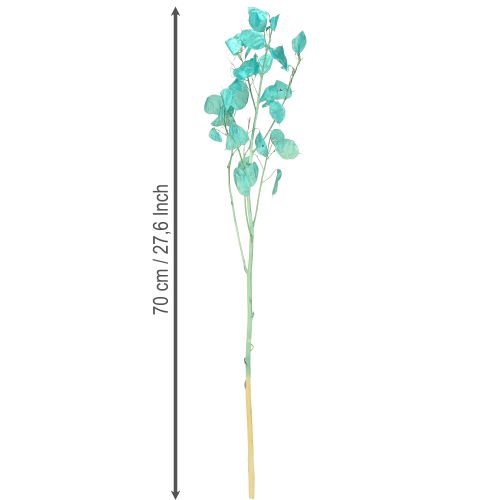 Product Dried silver leaf Lunaria light blue 65-70cm 20g