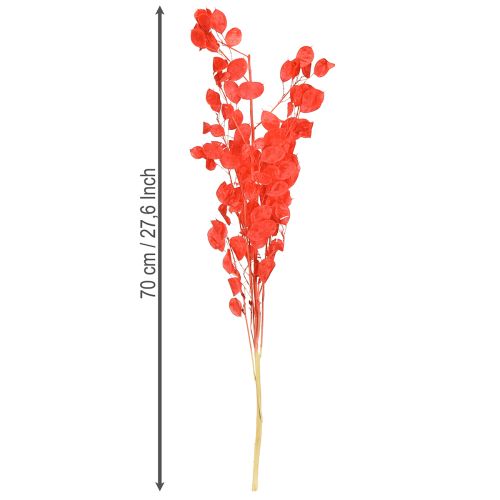 Product Dried Lunaria Honesty Dried Money Plant Red 65-70cm 20g