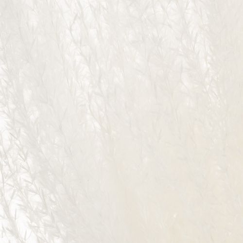 Product Dried flowers, silver grass. Elegant natural decoration for home and office. 70cm, 10 pieces.