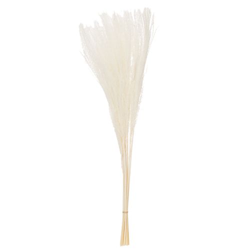 Product Dried flowers, silver grass. Elegant natural decoration for home and office. 70cm, 10 pieces.