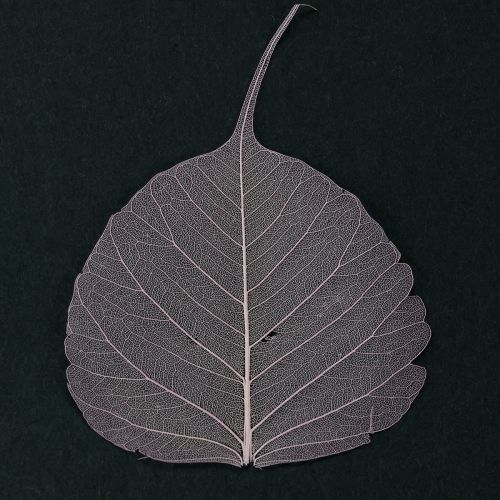 Product Skeletonized Bodhi leaves for creative decorations