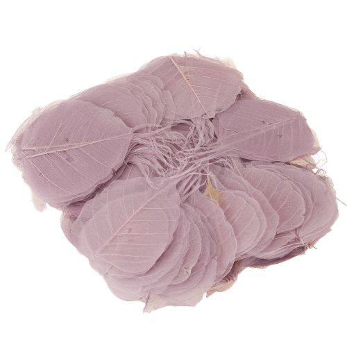 Product Skeletonized Bodhi leaves for creative decorations