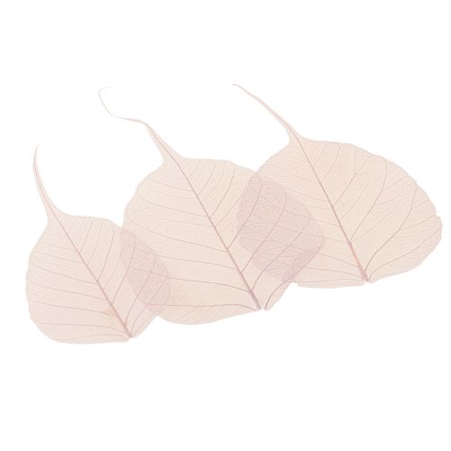 Product Skeletonized Bodhi leaves for creative decorations