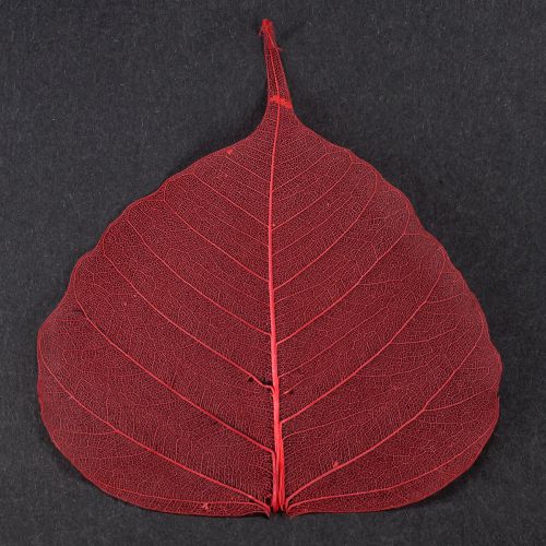 Product Skeletonized Bodhi decorative leaves for floristry and crafts