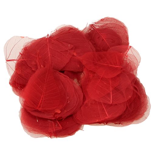 Product Skeletonized Bodhi decorative leaves for floristry and crafts