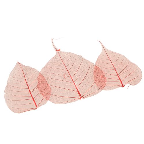 Product Skeletonized Bodhi decorative leaves for floristry and crafts