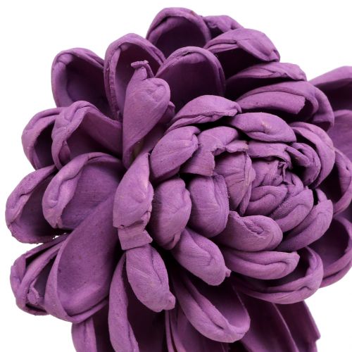 Floristik24 Flowers on wire dark purple 8cm 12 pcs