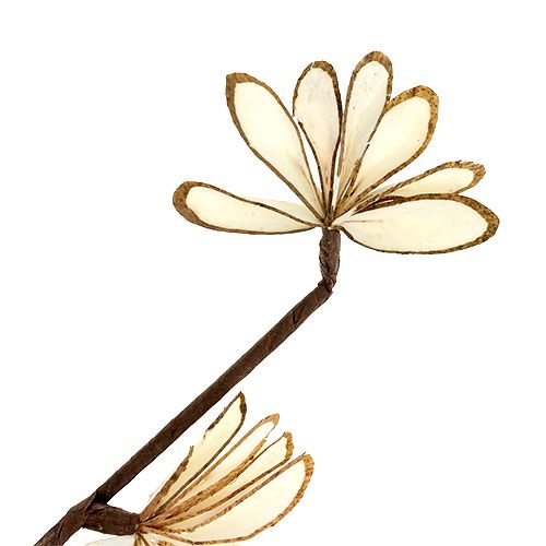 Floristik24 Sola Chips Sunny Stick Brown, White 6 pcs.