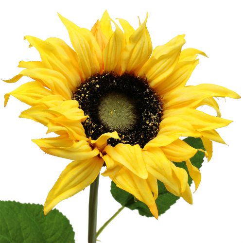 Floristik24 Long stemmed sunflower yellow 53cm