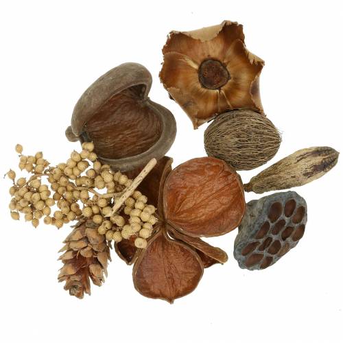 Floristik24 Exotic assortment with strobus cones nature 300g