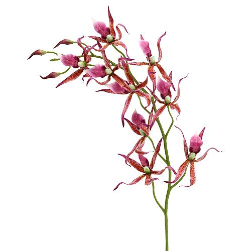 Floristik24 Spider orchids pink-orange 108cm 3pcs