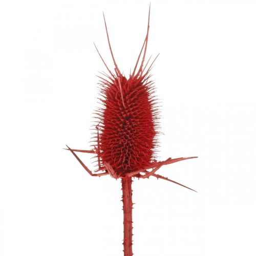 Wild teasel Coloured dried natural flowers Red 1kg