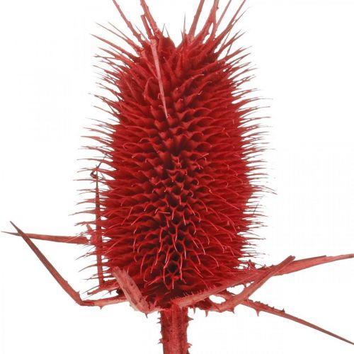 Product Wild teasel Coloured dried natural flowers Red 1kg