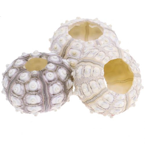 Floristik24 Sea urchin 10 pcs