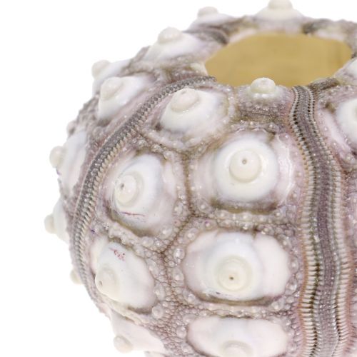 Floristik24 Sea urchin 10 pcs