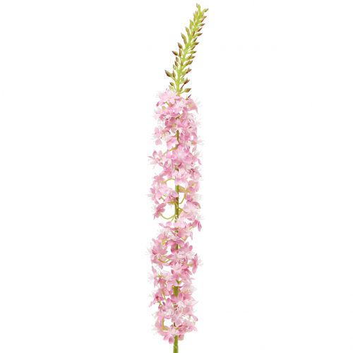 Floristik24 Desert tail steppe candle pink 106cm