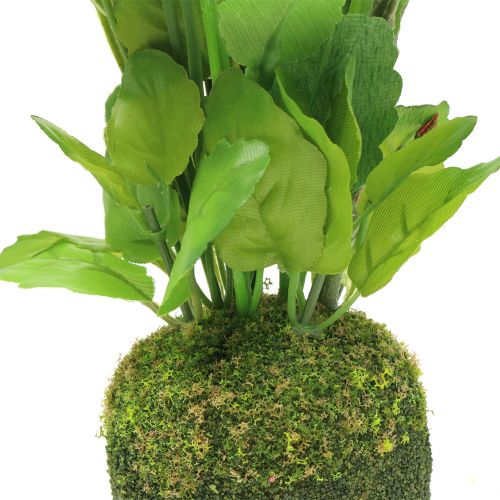 Floristik24 Pansy with moss ball white 31cm