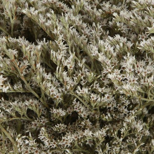 Product Dried flowers beach lavender Statice 2kg natural decoration