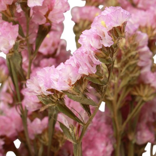 Floristik24 Sea lavender Rosa Limonium dried flowers 60cm 50g