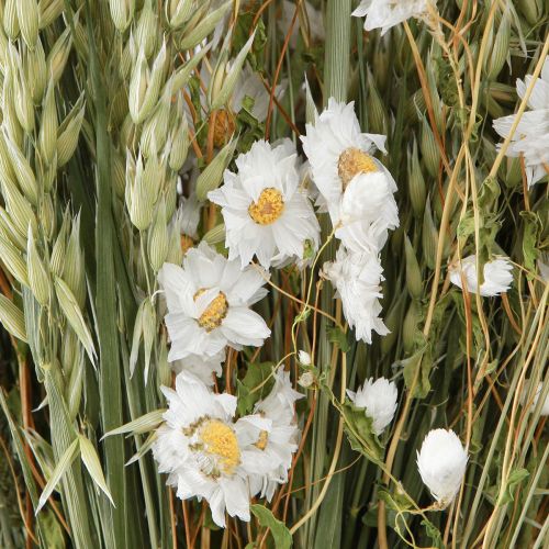 Floristik24 Bouquet Dried Flowers White Strawflowers Oats Lagurus 55cm