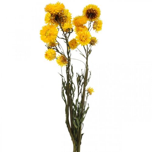 Dried Flower Yellow Straw Flower Helichrysum Dry Decoration Bunch 50cm 45g
